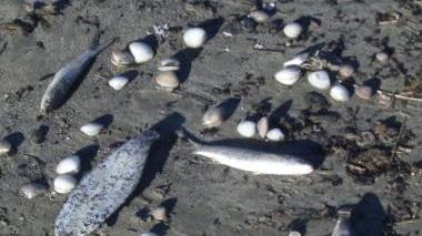 <b>STRAGE. </b>Di pesci e vongole