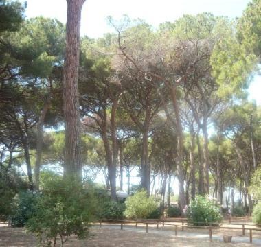 <b>PINETE.</b> Il Comune se le riprende 