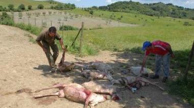 <b>LA STRAGE.</b> Lupi che aggrediscono le pecore