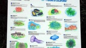 Accanto, sopra e a sinistra, tre cartelli con errori di ortografia