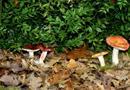 Le regole appena entrate in vigore per la raccolta dei funghi