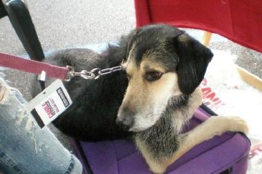 Il simil spinone Tequila ospite del canile Hermada  