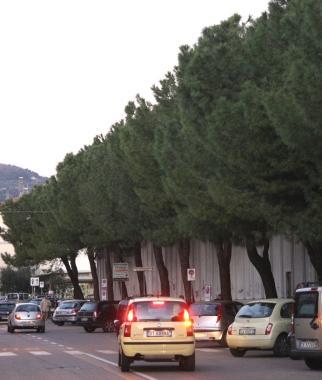 I sedici pini di via Spano  