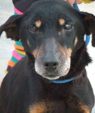 <b>ZIRCA</b> &Egrave; un deutsche terrier di 8 anni che cerca casa &Egrave; buonissima con le persone ed &egrave; adatta a vivere anche in appartamento ma non con altri animali Info: 339 3791165 