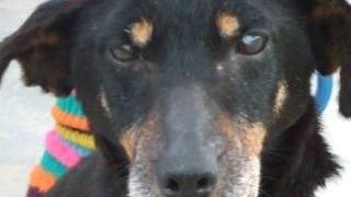 <b>ZIRCA</b> È un deutsche terrier di 8 anni che cerca casa È buonissima con le persone ed è adatta a vivere anche in appartamento ma non con altri animali Info: 339 3791165