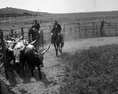 <b>MAREMMA COMERA </b>nelle foto dellArchivio Gori 