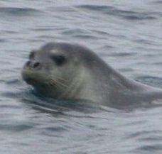 La foca monaca avvistata al Giglio