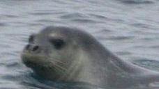 La foca monaca avvistata al Giglio