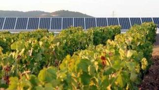 L’impianto fotovoltaico dell’azienda vinicola Tua Rita a Suvereto