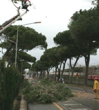 Un albero abbattuto 