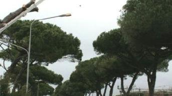 Un albero abbattuto