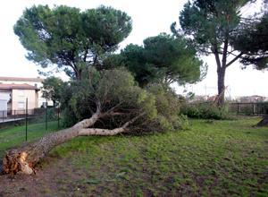 Pini crollati e rami in bilico proteste per il parco inagibile