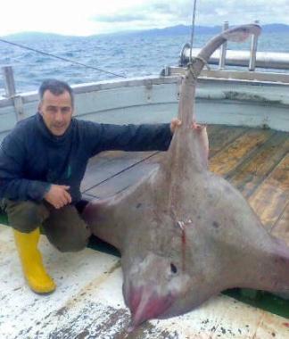 Una razza gigante pescata dal "Mareblu"