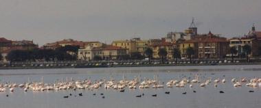 Centinaia di fenicotteri rosa nella laguna di Orbetello