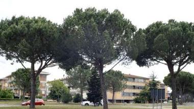 <b>STRADE. </b>Una rotatoria in città