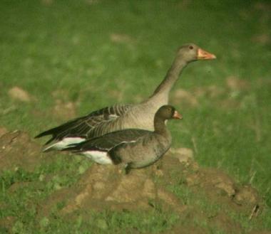 <strong>SPERGOLAIA. </strong>Un’oca lombardella minore in primo piano e un’oca selvatica in secondo piano nel parco della Maremma