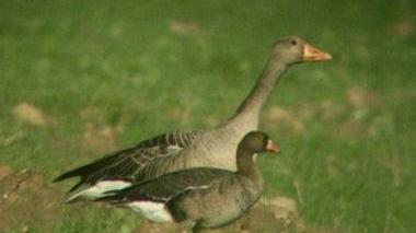 <strong>SPERGOLAIA. </strong>Un’oca lombardella minore in primo piano e un’oca selvatica in secondo piano nel parco della Maremma