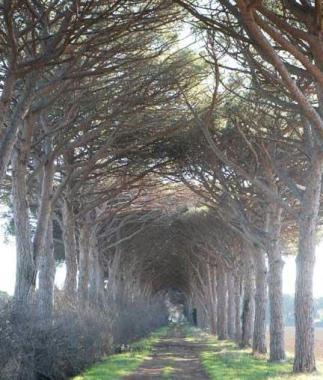 Più tutela dell'agricoltura nella tenuta di Rimigliano Anche l'hotel non convince