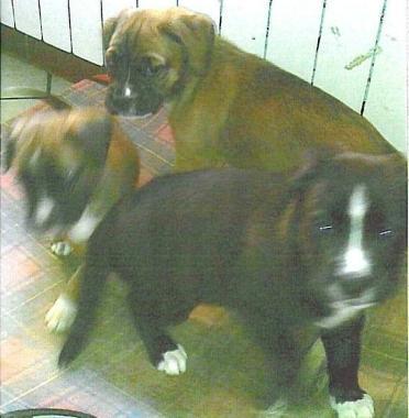 Cuccioli di mamma boxer pronti per l'adozione