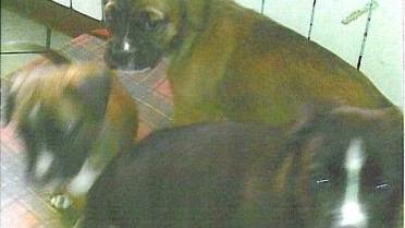 Cuccioli di mamma boxer pronti per l'adozione