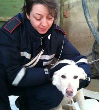  Ieri gli agenti della polizia municipale di Castelfiorentino hanno rinvenuto una cucciola di ...