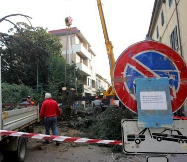 Operai impegnati a tagliare i pini 