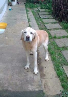 Il labrador smarrito a Cecina 
