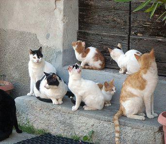 <b>TENEREZZA.</b> Una colonia di gattini 