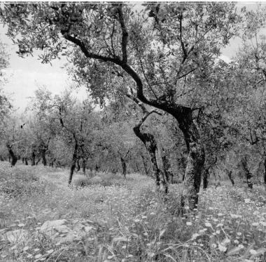 Un oliveto e in basso Serena Nizzoli   