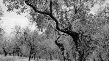 Un oliveto e in basso Serena Nizzoli
