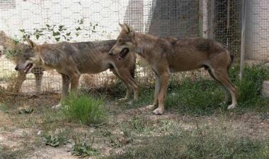 <b>RE DELLA FORESTA </b>Alcuni esemplari di lupo   