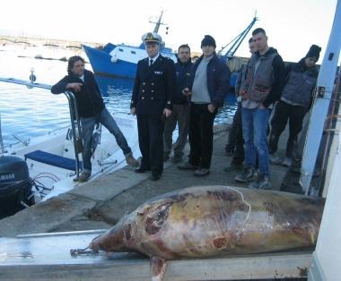 <b>RITROVATO </b>Il delfino morto sulla scogliera a Porto Ercole    