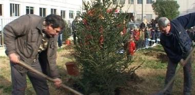 Si piantano gli abeti di Natale alle scuole di Capezzano 