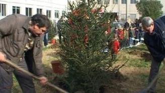 Si piantano gli abeti di Natale alle scuole di Capezzano