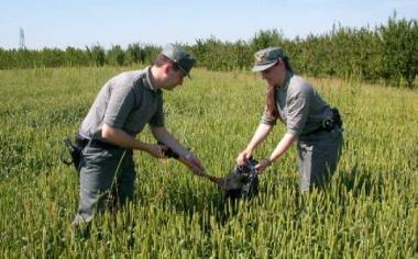 Giallo sui cani avvelenati Choc sul Monte Labro Ecco sequestri e indagati