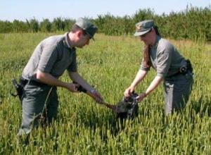 Giallo sui cani avvelenatiChoc sul Monte LabroEcco sequestri e indagati