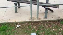 Panchine rotte e tanta spazzatura nell’area adiacente al parco 8 Marzo
