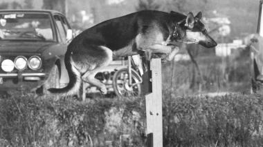 Il salto di un cane lupo; il comandante Palmerini con il vice Barsuglia