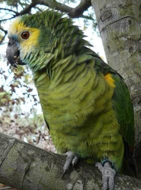  CERCASI PAPPAGALLO.  È stato smarrito un pappagallo verde di grosse ...