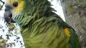 CERCASI PAPPAGALLO. È stato smarrito un pappagallo verde di grosse ...