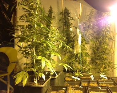 Piantine di marijuana. In casa dei fratelli c’era la droga essiccata
