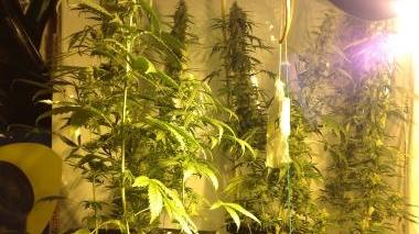 Piantine di marijuana. In casa dei fratelli c’era la droga essiccata