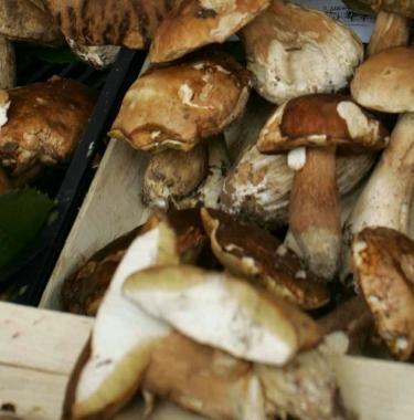 Funghi porcini 