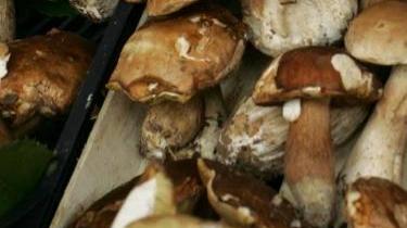 Funghi porcini