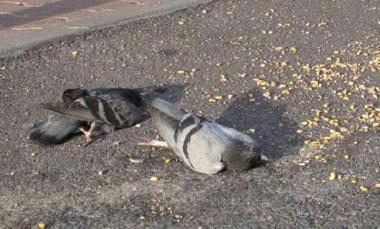 Due piccioni morti: &egrave; allarme per il morbo di Newcastle   