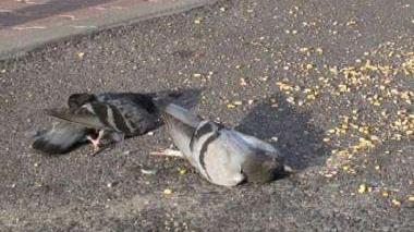 Due piccioni morti: è allarme per il morbo di Newcastle