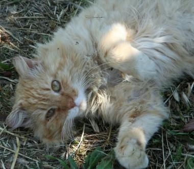 <b>IL GATTO </b>del signor Radi morto per un boccone avvelenato 