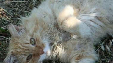 <b>IL GATTO </b>del signor Radi morto per un boccone avvelenato