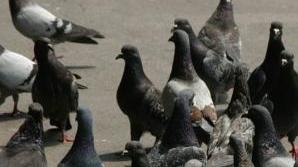 La distribuzione di cibo ai piccioni, come ai gabbiani, è vietata da un’ordinanza comunale