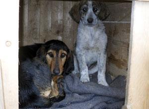 Maltrattava i suoi tre cani, condannato a 4mila euro di multa